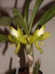 : - Cycnoches warszewiczii