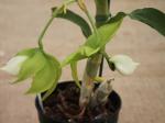 : - Cycnoches lehmannii