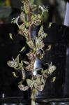 : - Cycnoches peruvianum