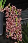 : - Cymbidium devonianum