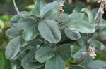 : - Argyrocytisus battandieri