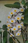 : - Dendrobium amabile