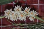 : - Dendrobium bracteosum