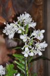 :-Dendrobium dearei