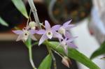 : - Dendrobium hercoglossum