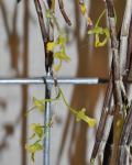 : - Dendrobium parcum