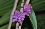 : - Dendrobium purpureum