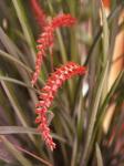 : - Dendrochilum wenzelii