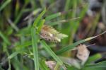 : - Elleanthus fractiflexus
