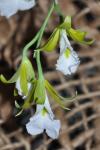 : - Prosthechea mariae