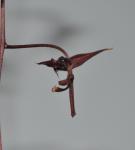 : - Gongora atropurpurea