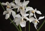 : - Holcoglossum subulifolium