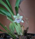 : - Kefersteinia sanguinolenta