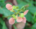 : - Macroptilium erythroloma