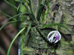 : - Leptotes bohnkiana