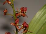 : - Stichorkis crenulata