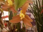 : - Lycaste lasioglossa