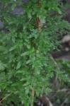 : - Lygodium microphyllum