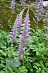 : - Matteuccia struthiopteris var. pensylvanica