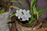 : - Miltoniopsis phalaenopsis