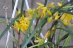 : - Octomeria gracilis