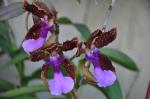 :-Trichocentrum lanceanum