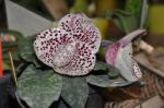 : - Paphiopedilum bellatulum