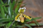 :-Paphiopedilum exul