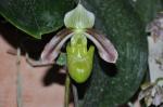 : - Paphiopedilum papuanum