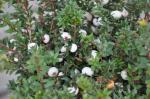 : - Gaultheria mucronata var. microphylla