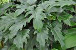 Philodendron 'Xanadu' - Philodendron xanadu
