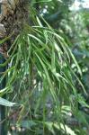 : - Selliguea rhynchophylla