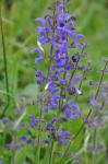 : - Salvia pratensis subsp. pratensis