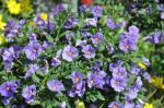 : - Lycianthes rantonnei