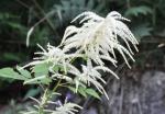Bienenkraut - Spiraea aruncus