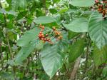 : - Psychotria carthagenensis
