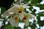 : - Stanhopea whittenii