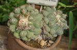 : - Thelocactus hexaedrophorus