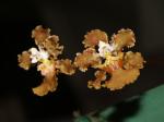 : - Trichocentrum luridum