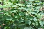 : - Uncarina leptocarpa