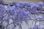 Chinesische Wisteria - Wisteria sinensis