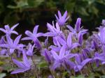 Polsterglockenblume - Campanula poscharskyana