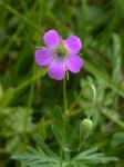 Stein-Storchschnabel-Geranium columbinum