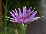 Haferwurzel - Tragopogon porrifolius
