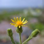 Klebriges Greiskraut - Senecio viscosus