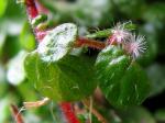 Bubikopf (Pflanze) - Soleirolia soleirolii