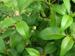 : - Bobea sandwicensis