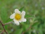 Kubajute - Sida rhombifolia