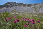 Berg-Wundklee - Anthyllis montana