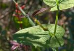 Rundblättrige Osterluzei-Aristolochia rotunda